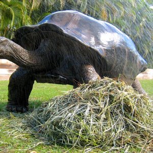 Aldabra Breeders