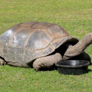 Aldabra Breeders