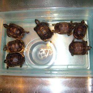 Aldabra Breeders