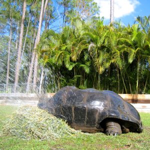 Aldabra Breeders