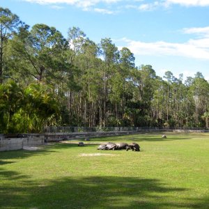 Aldabra Breeders