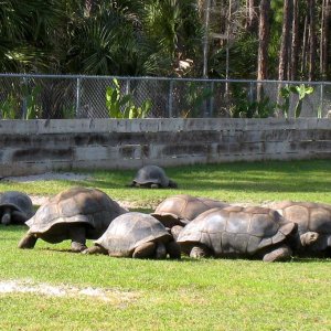Aldabra Breeders