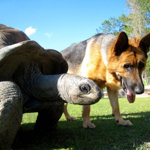 Aldabra Breeders