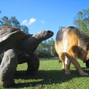 Aldabra Breeders