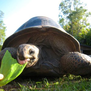Aldabra Breeders