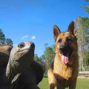 Aldabra Breeders