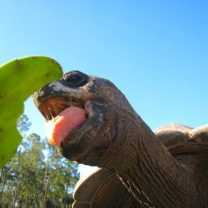 Aldabra Breeders