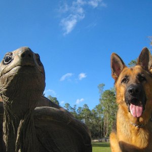Aldabra Breeders