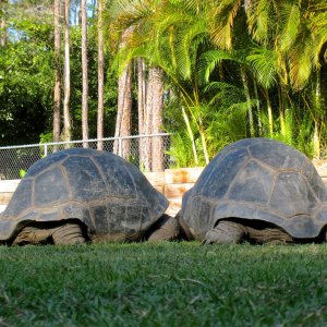 Aldabra Breeders