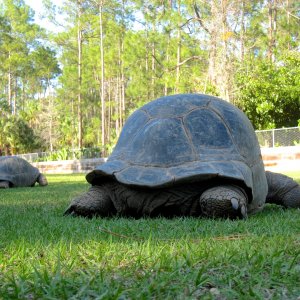 Aldabra Breeders