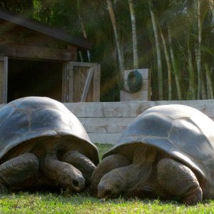 Aldabra Breeders