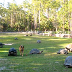 Aldabra Breeders