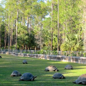 Aldabra Breeders