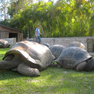 Aldabra Breeders