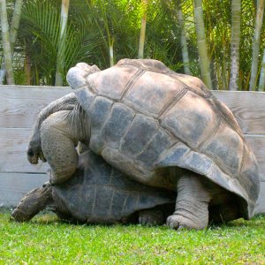 Aldabra Breeders