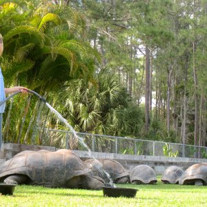 Aldabra Breeders