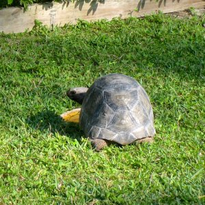 Aldabra Breeders