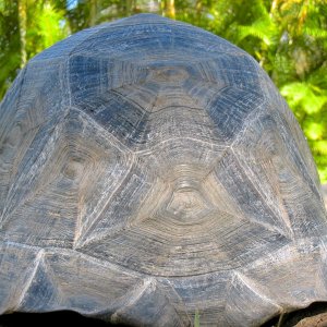 Aldabra Breeders