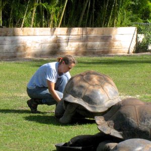 Aldabra Breeders