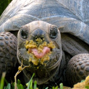 Aldabra Breeders