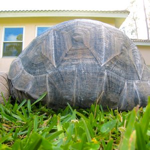 Aldabra Breeders
