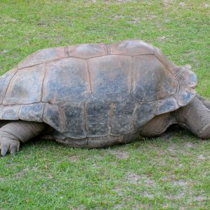 Aldabra Breeders