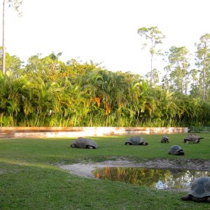 Aldabra Breeders