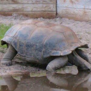 Aldabra Breeders