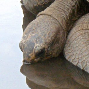 Aldabra Breeders