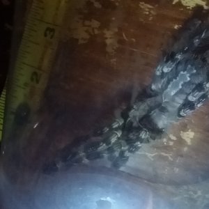 Poecilotheria female