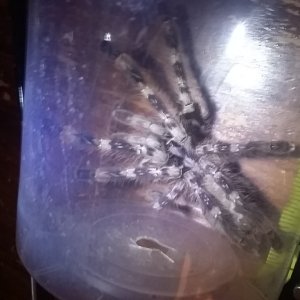 Poecilotheria female