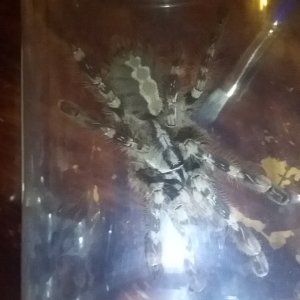 Poecilotheria female