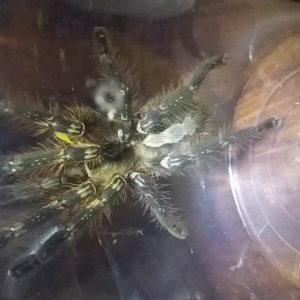 Poecilotheria female