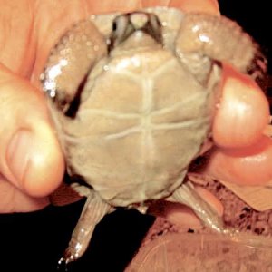 Aldabra Breeders