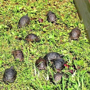 Aldabra Breeders