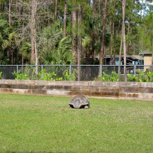 Aldabra Breeders