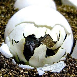 Aldabra Breeders