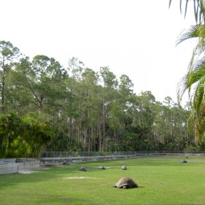 Aldabra Breeders