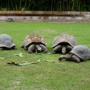 Aldabra Breeders
