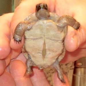 Aldabra Breeders