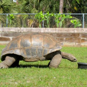 Aldabra Breeders