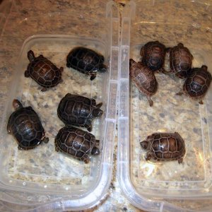 Aldabra Breeders