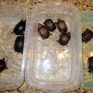 Aldabra Breeders