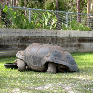 Aldabra Breeders