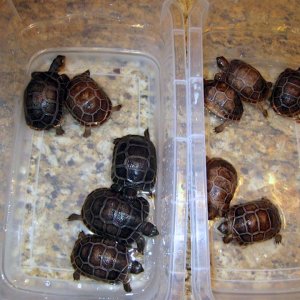 Aldabra Breeders