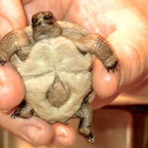 Aldabra Breeders