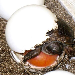 Aldabra Breeders