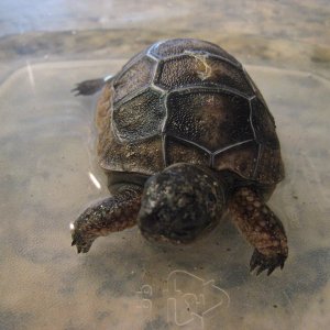 Aldabra Breeders