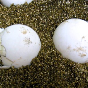 Aldabra Breeders