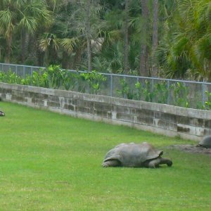 Aldabra Breeders